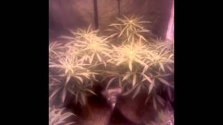 Flowering update medical marijuana