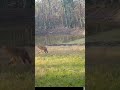 Coyote At Pond