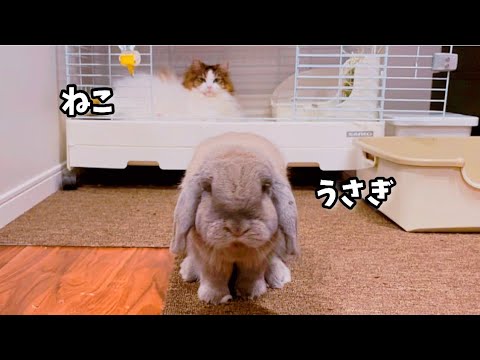 猫に乗っ取られた家を奪い返すうさぎが勇敢でした🏠猫とうさぎの暮らし