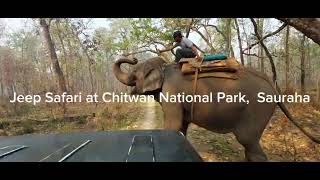 Nepal -Jeep Safari in Chitwan| Jungle safari in Nepal | Nepal Wildlife Tour | National Park tours