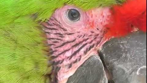 Thumbnail of Buffon's Macaw animal preservation