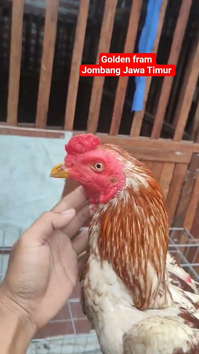katurangga kaki Simbar dan jari pecah pecah #ayam #ayambangkok #ayamkampung #ayamberkualitas #fyp