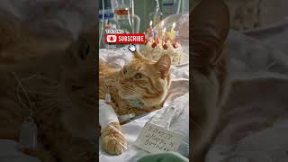 Bangun Tidur Nafasnya Berat Aku Panikcathealth warning cat