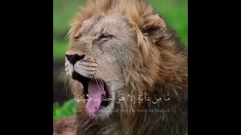 قال تعالى (إِنِّي تَوَكَّلْتُ عَلَى اللَّهِ رَبِّي وَرَبِّكُم ۚ) القارئ سعد الغامدي