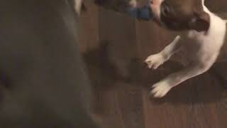 And then there was 2! Play cam!! by Legendary Kennels 182 views 5 years ago 2 minutes, 15 seconds