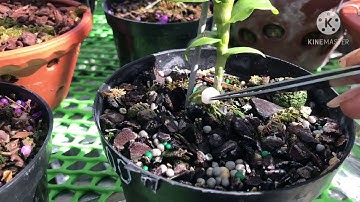 Cách làm mầm gốc cho lan phi điệp vào mùa vụ mới