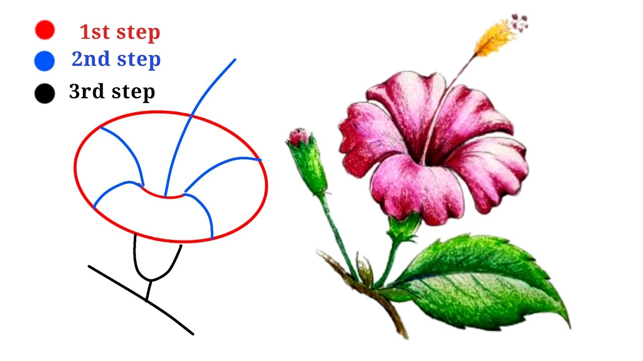 How To Draw Hibiscus Flower Easy Step By Step |Joba ful Drawing ...