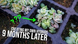 I Noticed Something Odd With My Tray Of Echeveria Elegans Seedlings...