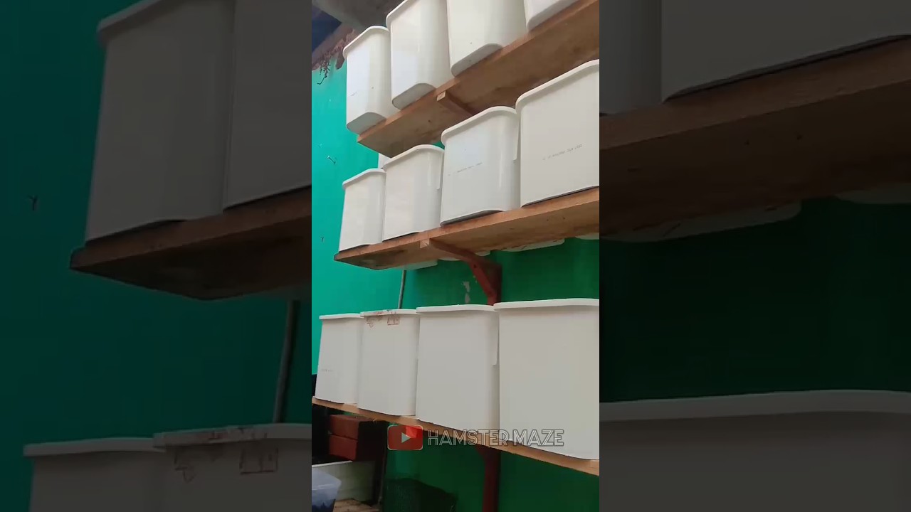 my hamsters farm and many are giving birth 😍😍 