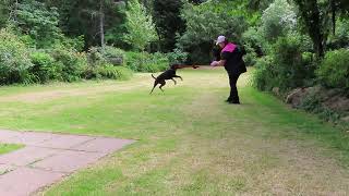 2026-June-4 - Heizelwood Baela - free shaping behaviour in obedience for toy