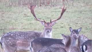 Deerhunter Canon Sx50 Version
