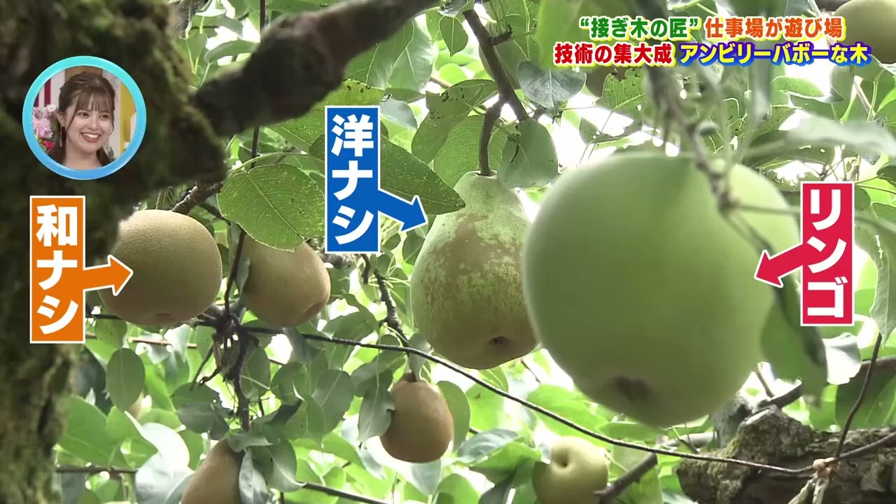 果物 Takahiro 17 varieties on one tree?! The master of grafting and the strange