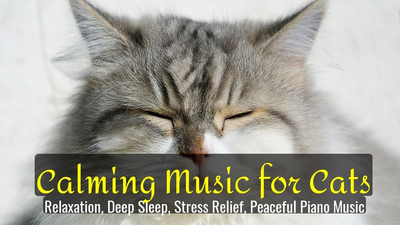 Calming Music for Cats - Relaxation, Deep Sleep, Stress Relief, Peaceful Piano Music | Season 65