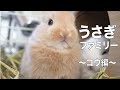 我が家のうさぎ紹介！〜コウ編〜生後0日から53日の成長。【Rabbit introduction of my family! ~Kou's episode~ 】#88