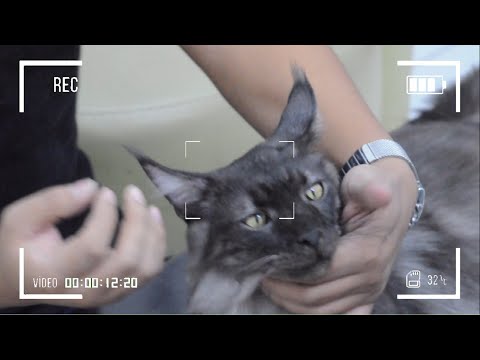 Video: Cara Memberi Obat Pada Kucing Dan Kucing