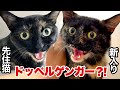 運命の出会い⁈ 新入り保護猫が 先住猫にそっくり😱‼︎