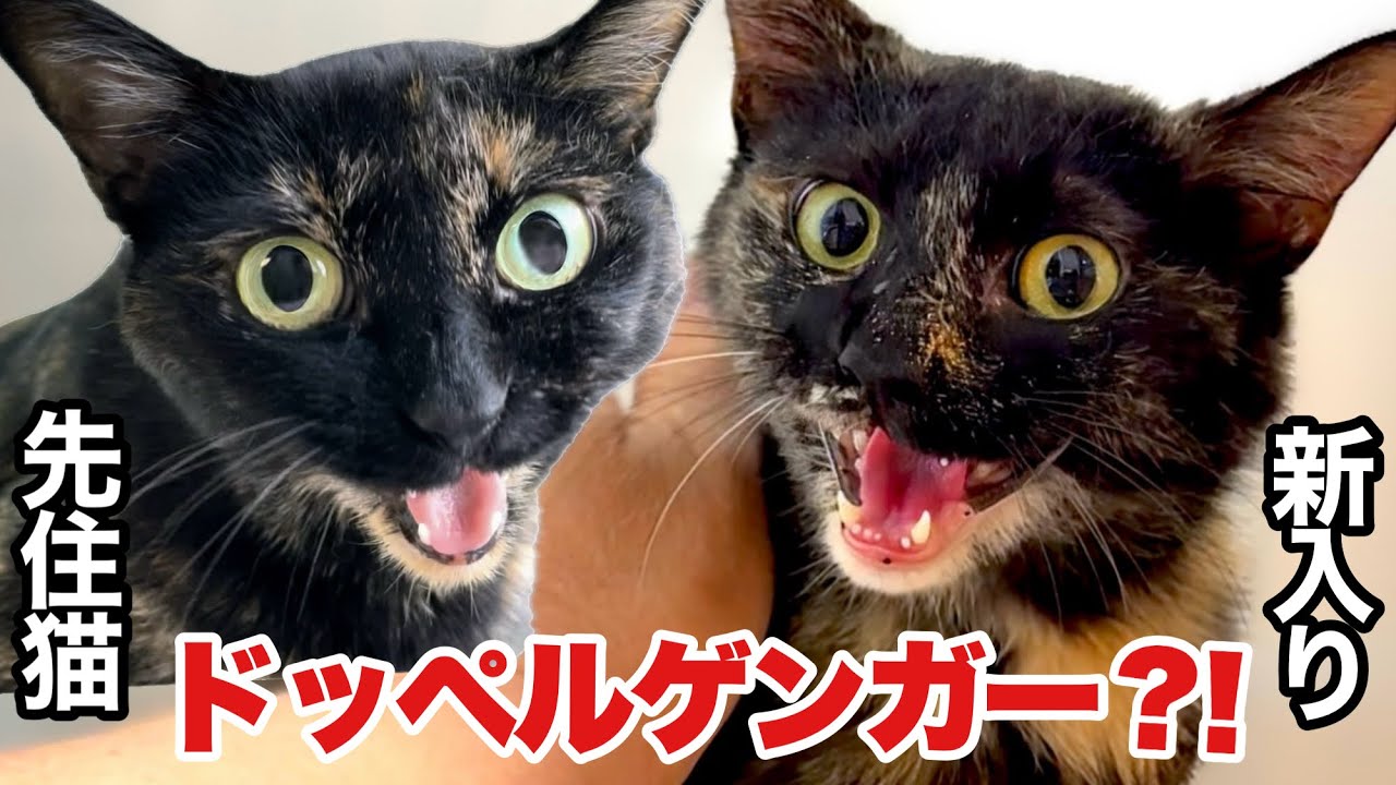 運命の出会い⁈ 新入り保護猫が 先住猫にそっくり😱‼︎ - YouTube