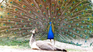 Peacock sounds  scream  dance for half an hour,  Peacock calls & walk 30 minutes Mor  Peafowl bird