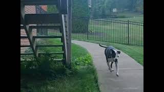 Positive Interrupter - What's This? by J-R Companion Dog Training 5,237 views 8 months ago 18 seconds
