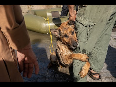 Видео: Знаменитая БАГИРА -символ трагедии на Каховском водохранилище. Ищем ей дом.