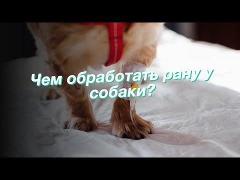 Чем обработать рану у собаки?