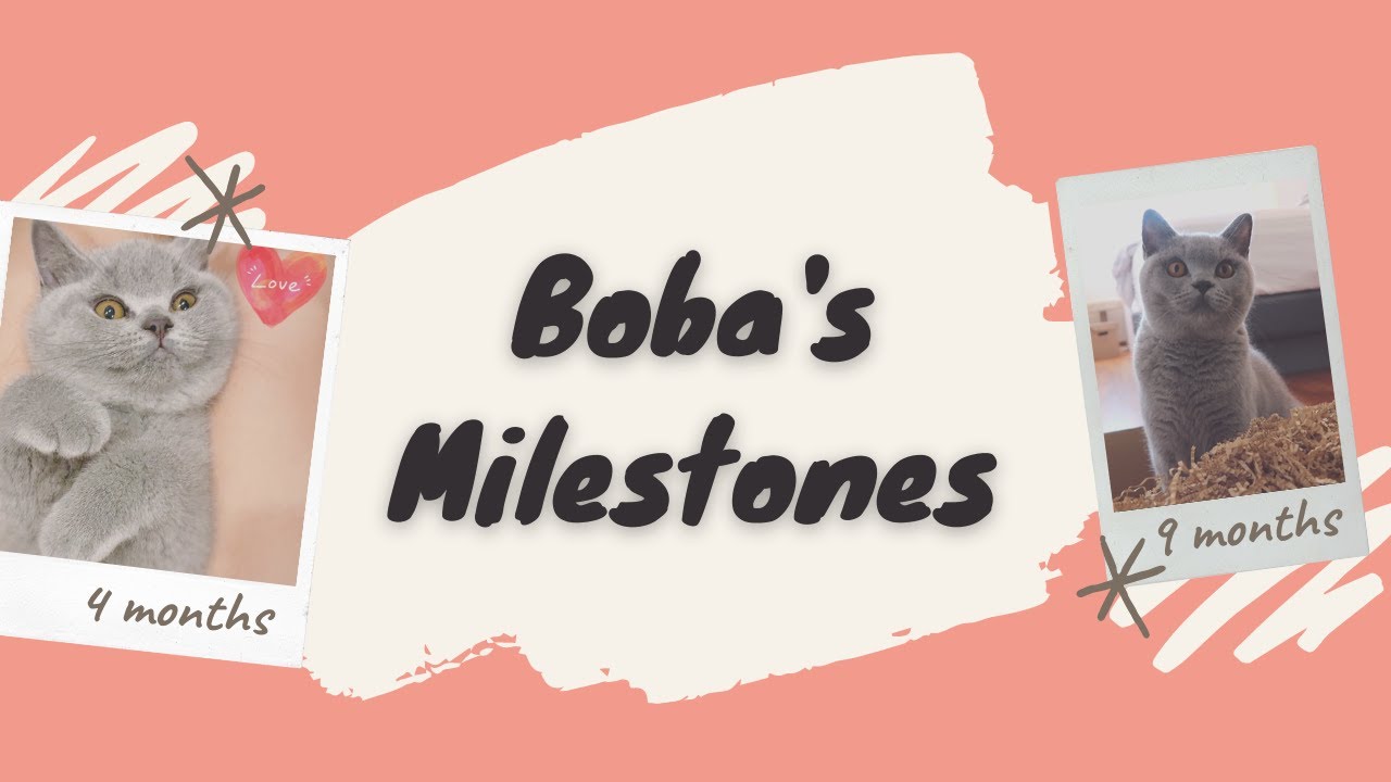 Our British Shorthair Kitten's growing up milestones | 4 months to 9 months old