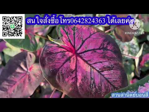 Ep.505❤️บอนสีสวยๆ วันศุกร์มาแล้ว มีแบ่งเยอะมาก โทร0642824363 #บอนสี #caladium #บอนสีโบราณ