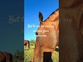 A tribute to a dear friend #misshim #finalfarewell #lastmessage #harrymack #horses #restinpeace