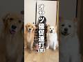 オヤツ欲しさにボタンを連打する犬...【ボーダーコリー・ゴールデンレトリバー】#shorts