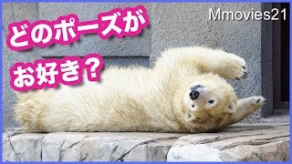 可愛いショット満載　リラの１日Polar Bear 