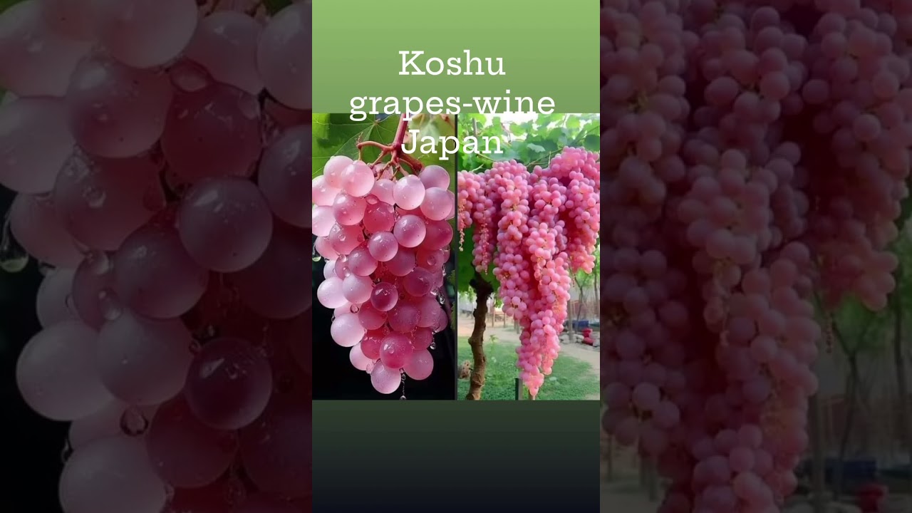 Koshu grapes are a unique Japanese grape variety primary used for winemaking.