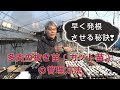 早く発根させる秘訣❣多肉の抜き苗（カット苗）の管理方法　多肉生産者「pukupuku taniku」