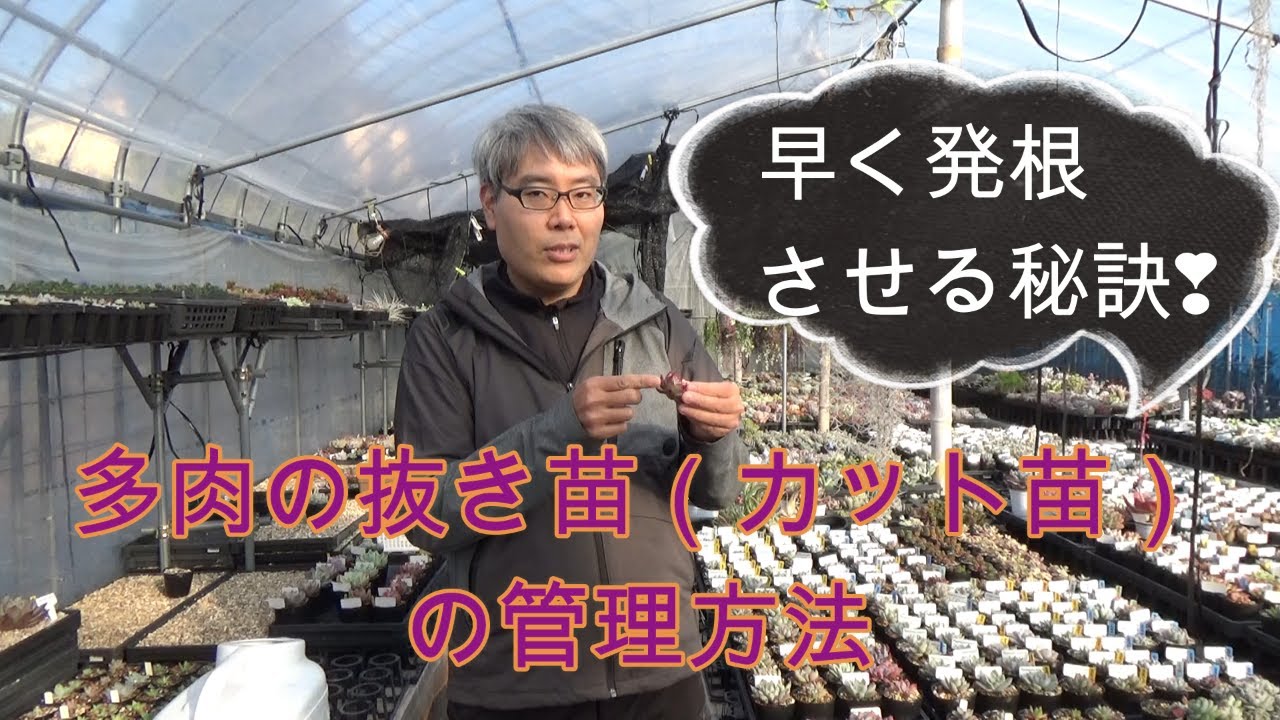 早く発根させる秘訣❣多肉の抜き苗（カット苗）の管理方法 多肉生産者