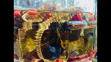 CÁCH NGÂM RƯỢU CÁ NGỰA, ĐỦ VỊ, ĐÚNG CÔNG THỨC