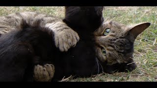 Lynx Hybrid  Puma Plays with a Rare black Exotic lynx Kitten