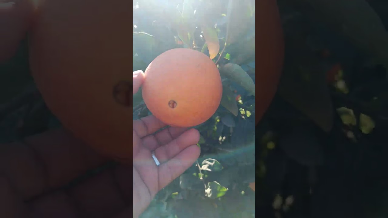 #شاهد خيرات #الجزائر 🇩🇿 طامسون واشنطن نفال بسم الله مشاء الله  0541426514