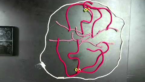 Stop-Motion Mitosis Animation Project