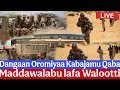 Dangaan Oromiyaa Kabajamu Qaba Maddawalabu Lafa Walootti