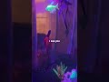 I see you! #angelfish #aquarium #glofish  #fishkeepinghobby #fish #animals #newyear