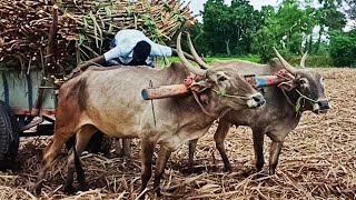 bulls in heavy sugarcane loading it bullock cart performance