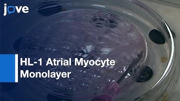 Voltage & Calcium Dual Channel Optical Mapping: HL-1 Atrial Myocyte Monolayer l Protocol Preview