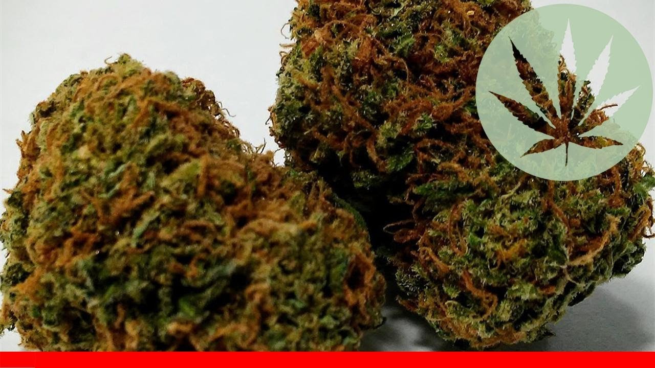 Critical Hog - All About This Strain