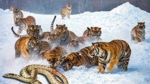 TİGER vs PYTHON Real Fight ►► Lion Hippo Leopard   Giant Anaconda Snake Attacks   Wild Animal Attack