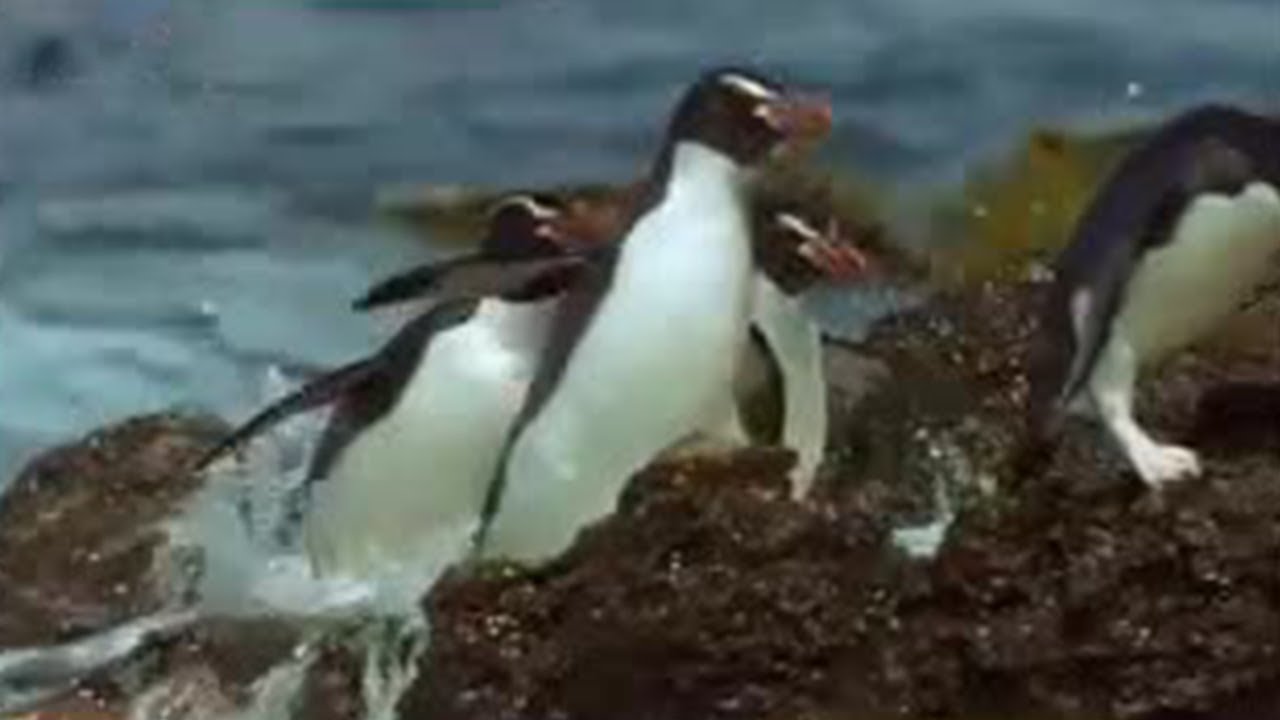 The Astounding Daily Journey of These Australian Penguins | BBC Studios