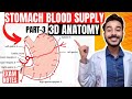 blood supply of stomach anatomy 3d | coeliac trunk branches anatomy | stomach blood supply anatomy