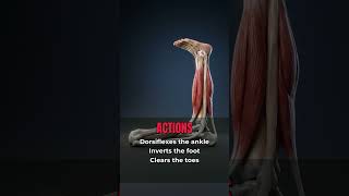 Tibialis Anterior Anatomy in 30 Seconds — Origin, Insertion, Action & Nerve