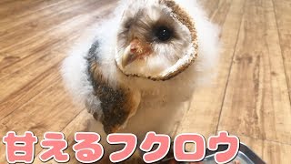 甘えてエサを催促するフクロウの赤ちゃん【メンフクロウ】