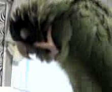 KIWI SCRATCHING HIS HEAD