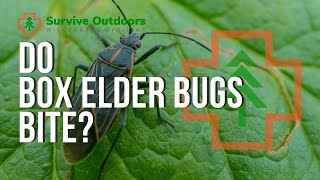 Do BoxElder Bugs bite ?