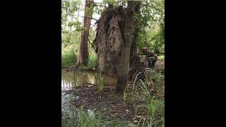 Sawing an uprooted poplar: very spectacular but extremely dangerous